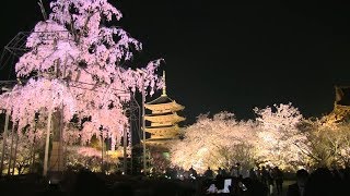 Night Sakura Cherry Blossom Viewing at Kyoto Toji Temple
