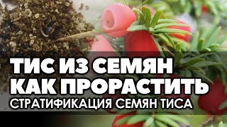 ❄? Тис ягодный. Выращивание из семян. Как прорастить семена.
