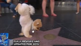 Schnellster Hund auf zwei Beinen: Krasse Rekorde der Guinness World Records