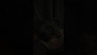 Зоофилия.18+.Смотреть без регистрации.Жесть