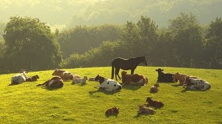 Лето в деревне. Звуки природы, медитация, звукотерапия. Meditation, relaxation, sound therapy