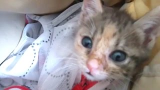 子猫保護　病院に行って来ました　寄生虫コクシジウムの結果