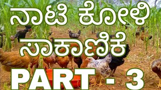 Nati Koli  ನಾಟಿ ಕೋಳಿ ಸಾಕಾಣಿಕೆ  PART 3 96237೭೨೭೫