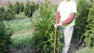 Video of our Pyrmadalis Arbor Vitae  we grow and sell