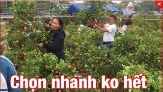 Quất thế mini đẹp xả hạ giá, bán rẻ như vũ hán Corona