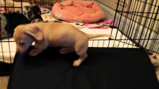 7 week old dachshund puppies party