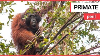 Orangutan rescued after forestry butchered by illegal gold miners | SWNS