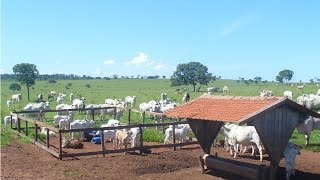 Curso Instalações e Equipamentos para Pecuária de Corte - Creep feeding - Cursos CPT