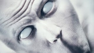 БЕЗУМНАЯ ИГРА НА ВЫЖИВАНИЕ
