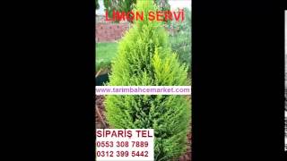 limon servi tohumu satış,limon servi tohum,limon çamı tohumu,limon servi fiyatı,limon servi tohumu e