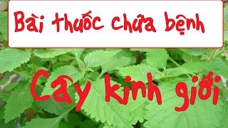 Những công dụng chữa bệnh kì diệu của cây kinh giới - Bài thuốc chữa bệnh từ Cây Kinh giới