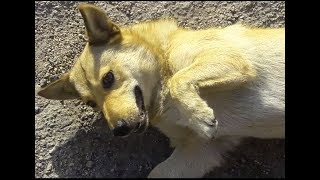 Собачка