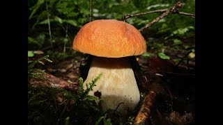 Вторая волна белых грибов и активный рост подосиновиков. Часть 1.