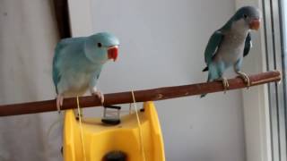 SOLD OUT Птенцы попугая монах калита и ожереловый (квакер/ monk parakeet/ myiopsitta monachus)