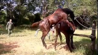 Любовные Игры Лошади Приколы