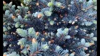 Ель колючая голубая "Глаука Глобоза" Picea pungens "Glauca Globosa" от питомника "Природа"