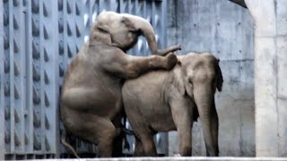 ダメよ～ダメダメ　象　交尾　アナウンスがwww　Elephant Mating