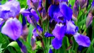 Футаж Ирисы HD 1080 скачать бесплатно
