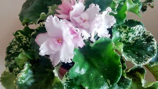Фиалка Willodene( M. Lineberg/I. Lineberg)/Описание сорта фиалки/Видео обзор сорта фиалки.
