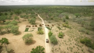 safariLIVE - Sunrise Safari - Nov. 11, 2017
