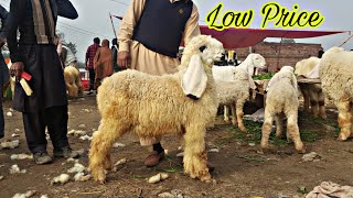 Kajla Chatra or Bakriyo ka Rate Lahore Bakra Mandi Shahpur Kanjra