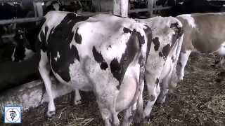 Болезни коров. Как избежать перегулов у коров. How to avoid fruitless inseminations in cows