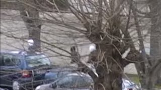 Affrontement à Aulnay-sous-Bois entre bandes rivales à Savigny