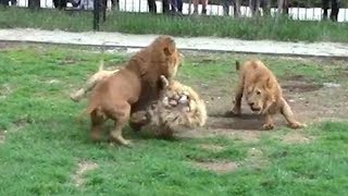 Крым. Парк Львов Тайган. Битва Львов. Люди Гладят Львицу. Видео с Детьми Льва и Тигра