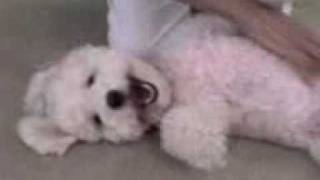 PROOF THAT DOGS CAN SMILE ~ BICHON FRISE ~ FUNNY DOG! ~ Bichon Poodle