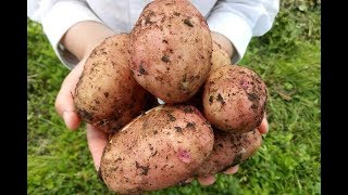 Выращивание суперраннего картофеля