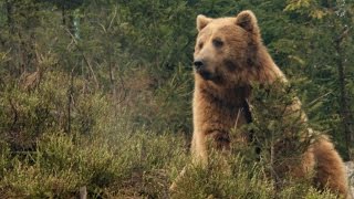 Закарпаття  Шипіт, Синевир, Бурі ведмеді – Transcarpathian Ukraine  Shypit, Synevyr, Brown Bears