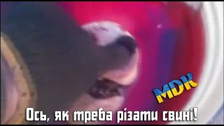 Ось, як треба різати свині!