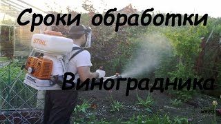 Сроки и Правила обработки виноградника фунгицидами.