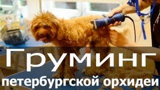 Груминг петербургской орхидеи, стрижка петербургской орхидеи, тримминг петербургской орхидеи