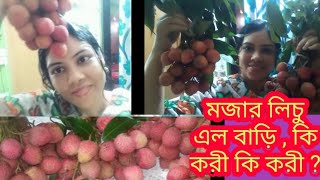 #How to litchi storage tips, lichi garden dinajpur lichi my home# bengali vlog, Somoybanglavlog