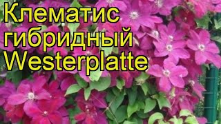 Клематис гибридный Westerplatte. Краткий обзор, описание характеристик