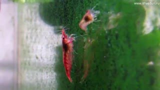 Вишневые креветки в аквариуме (Neocaridina heteropoda)