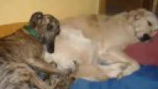 DESCUBRE A LOS GALGOS COMO COMPAÑEROS