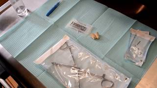 Nipple Piercings at Iron Legends Kingston