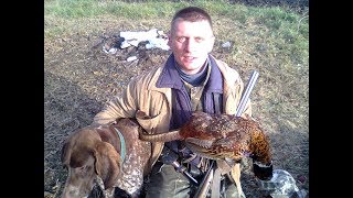 Охота на фазана с легавой. Эпизод с курами.