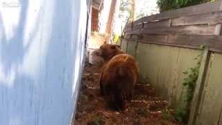 Испуганный медведь отложил кирпичей