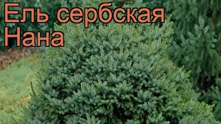 Ель сербская Нана (picea omorica nana) ? сербская ель Нана обзор: как сажать, саженцы ели Нана