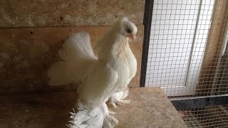Коллекция статные голуби в Германии/Collection of stately pigeons in Germany(A.Maier/Bitburg)