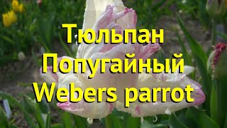 Тюльпан попугайный Вебер кинг. Краткий обзор, описание характеристик Webers parrot