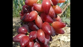 Обзор ранних и ультраранних сортов винограда.