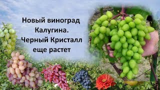 Виноград Калугина  Виноград Черный Кристалл