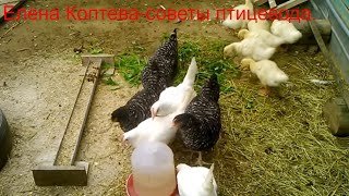 Куры Чешский доминант,  Хайсекс уайт. Прививка для птицы.