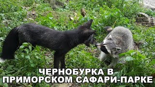 ЧЕРНОБУРКА В ПРИМОРСКОМ САФАРИ-ПАРКЕ