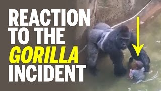 Reaction to Cincinnati Zoo's Harambe The Gorilla Incident; Only Option Was To Shoot - Kill