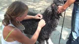 Namaste Farms Show Prepping Fleece